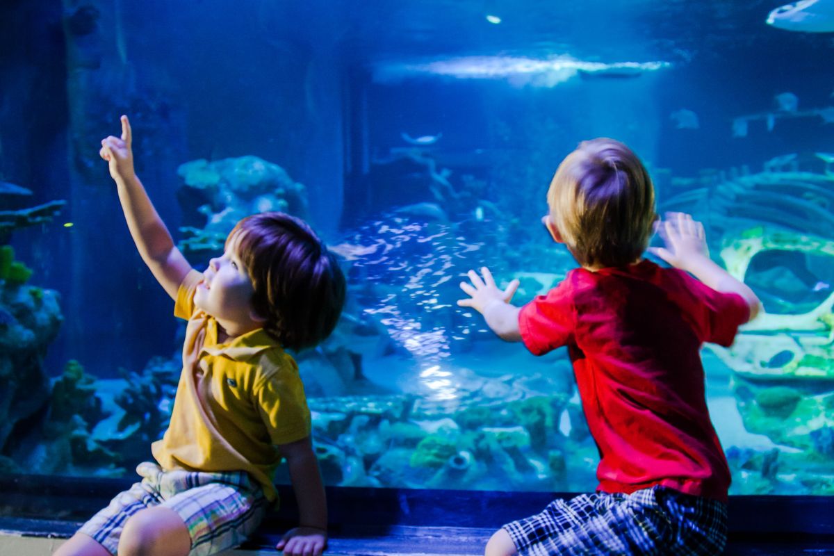 Virgin Experience Days Epic Family Adventure Collection