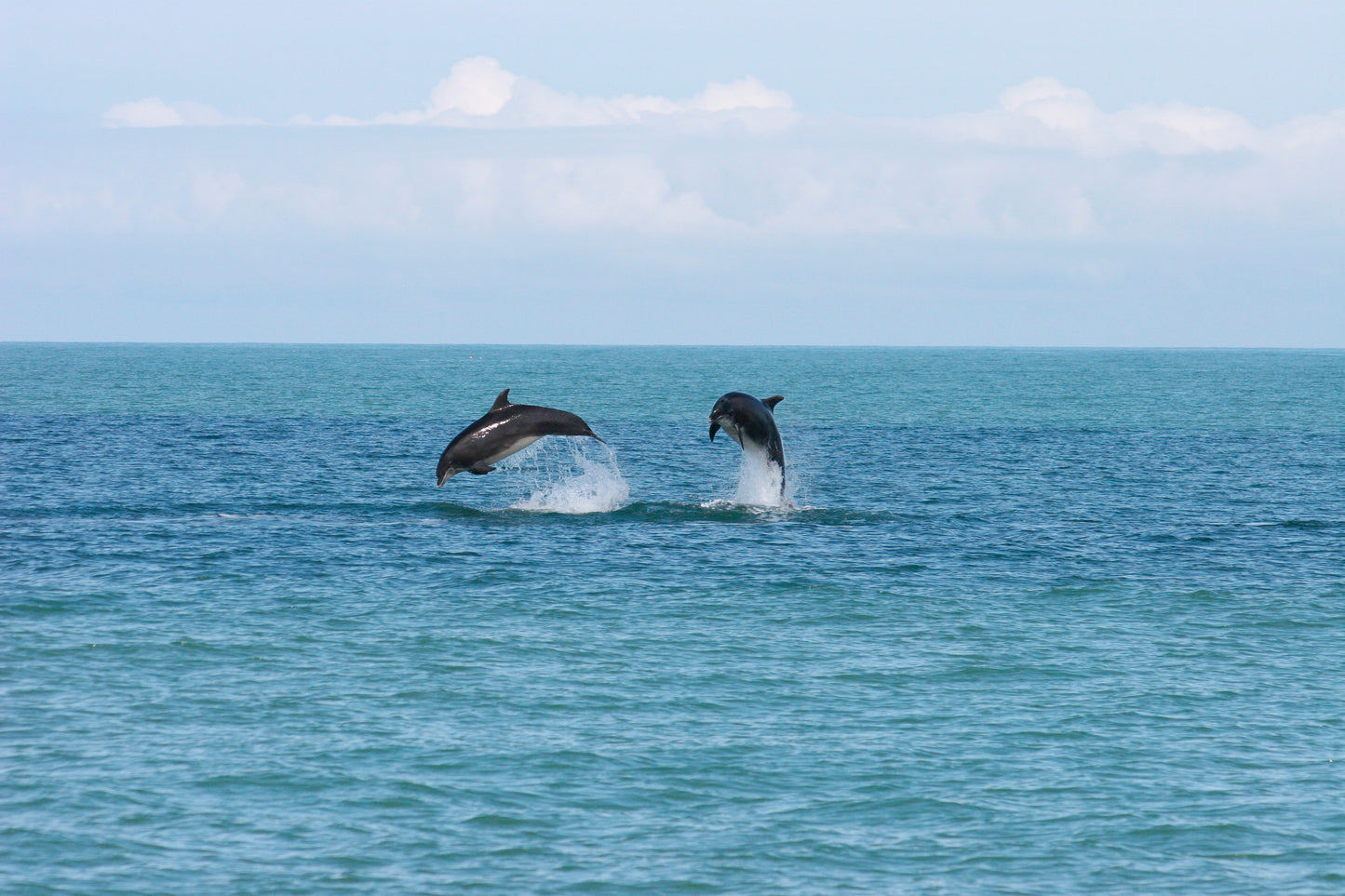 Dolphin Watching For Two