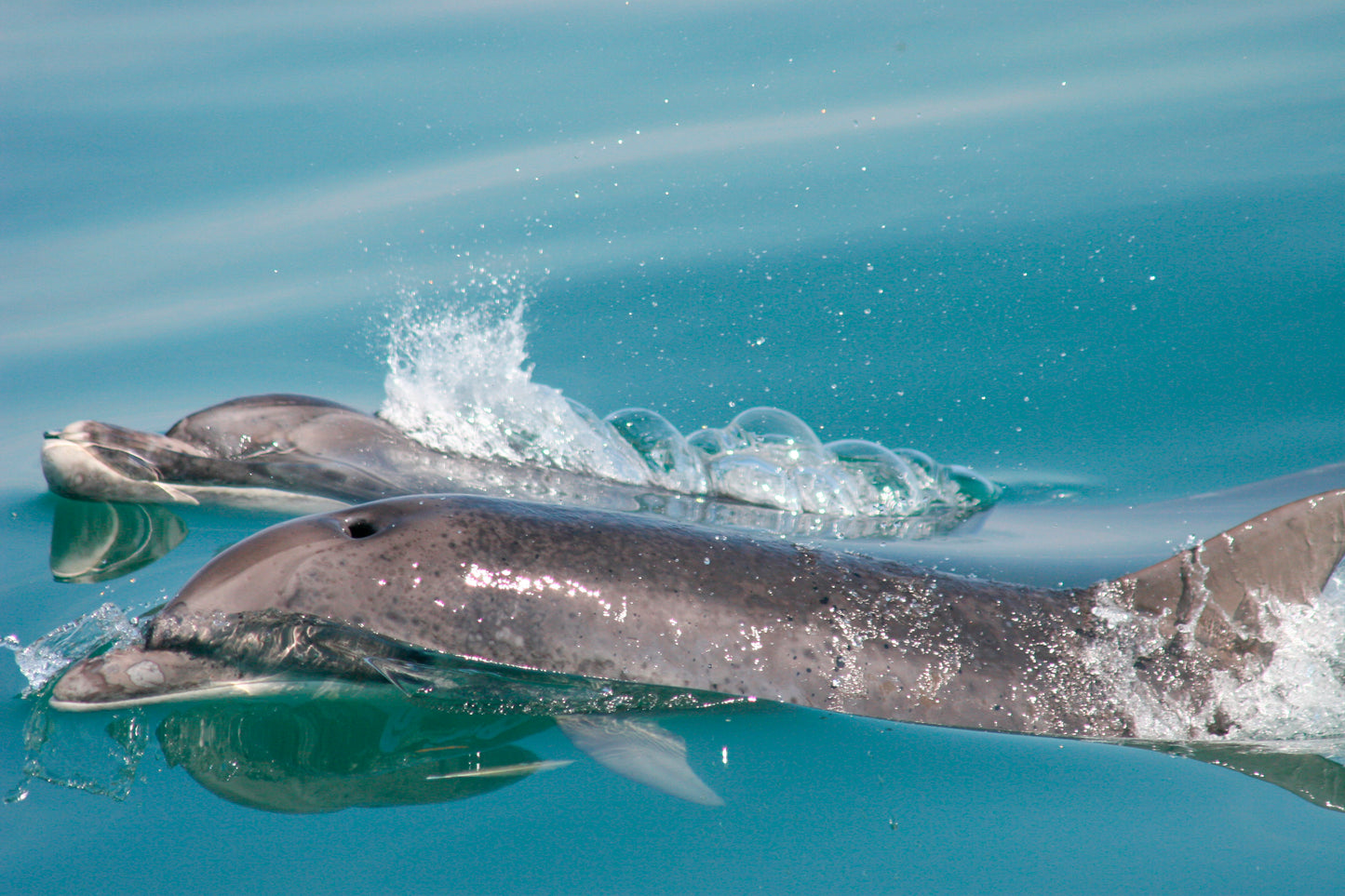 Dolphin Watching For Two