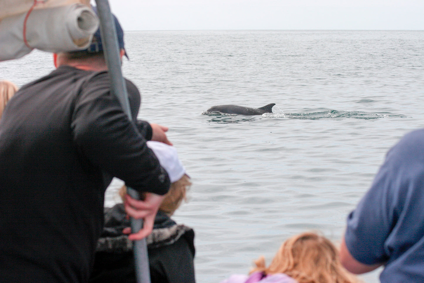 Dolphin Watching For Two