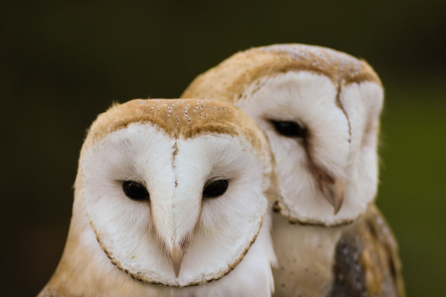 Falconry Taster for Two