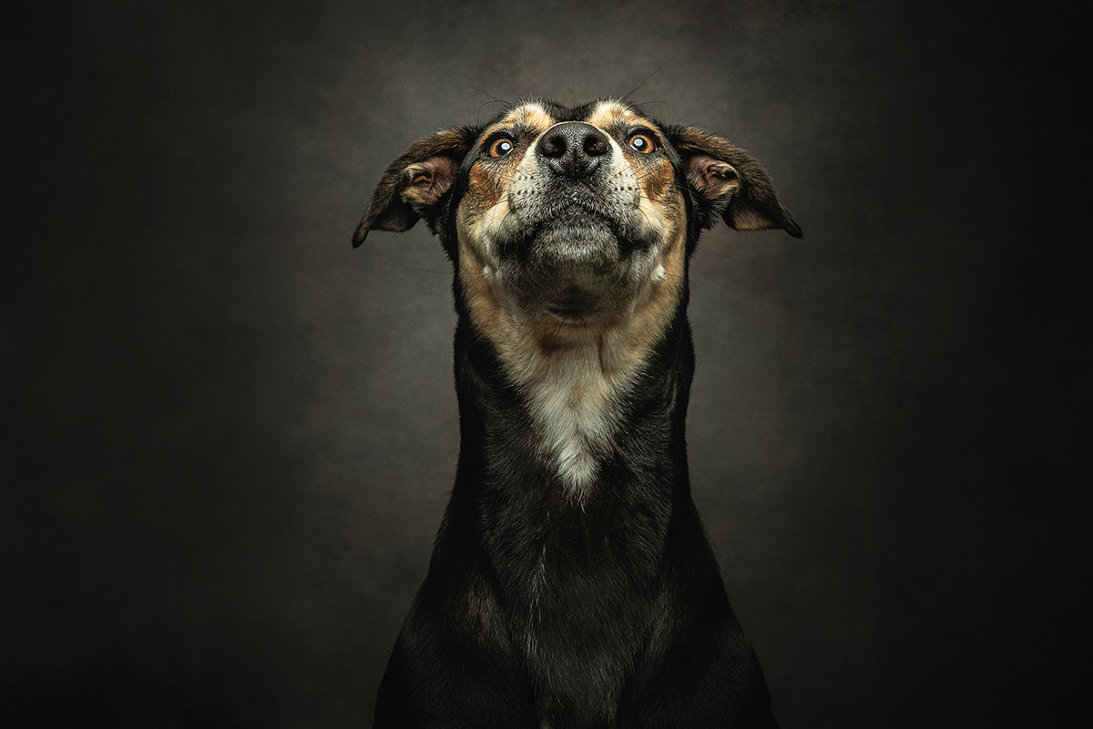 Pet Photoshoot with £50 off Voucher