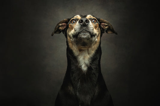 Pet Photoshoot with £50 off Voucher