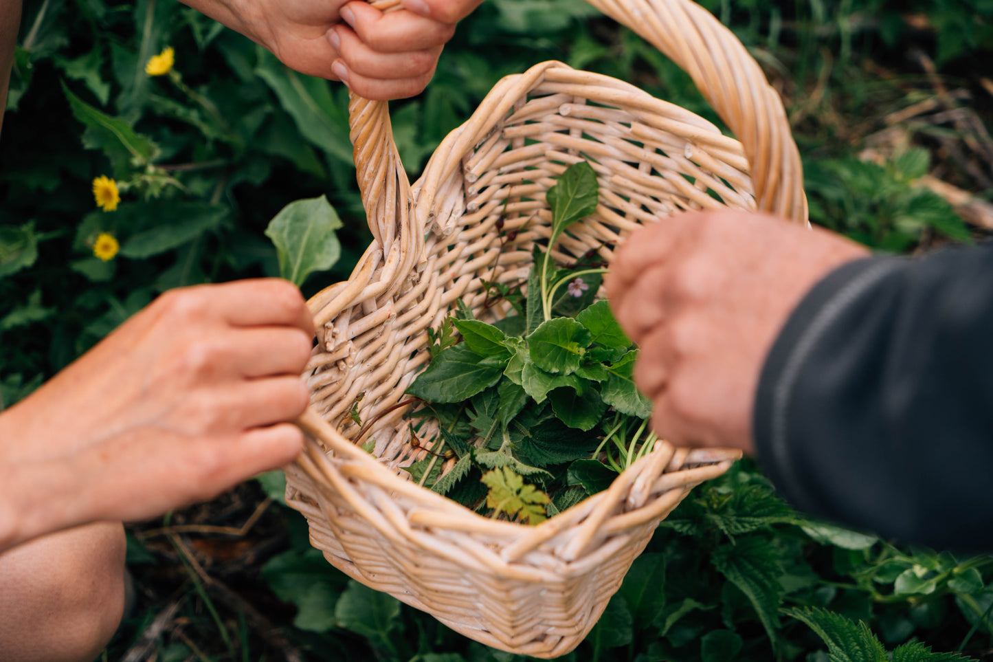 Totally Wild Foraging, Cookery and Lunch for Two