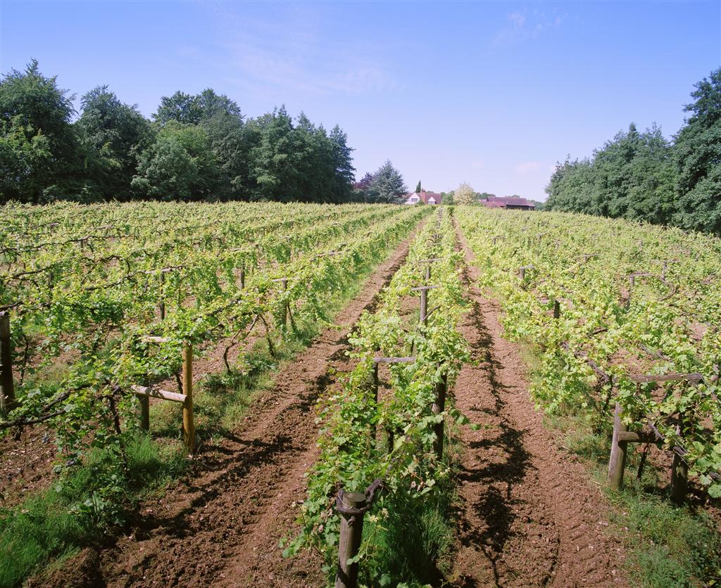 Winery & Brewery Tour For Two with Tastings