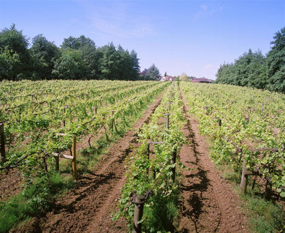 Winery & Brewery Tour For Two with Tastings
