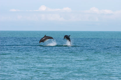Dolphin Watching For Two