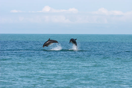 Dolphin Watching For Two