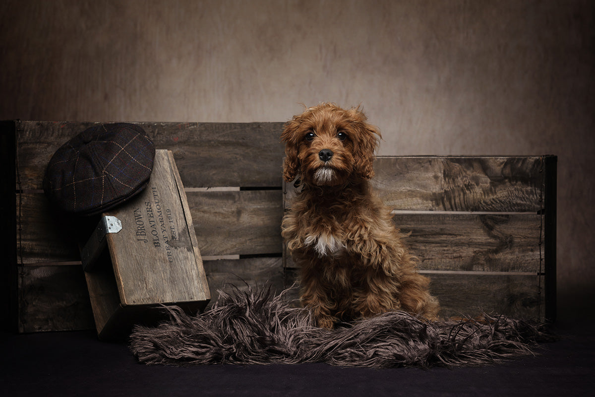 Pet Photoshoot with £50 off Voucher