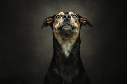 Pet Photoshoot with £50 off Voucher