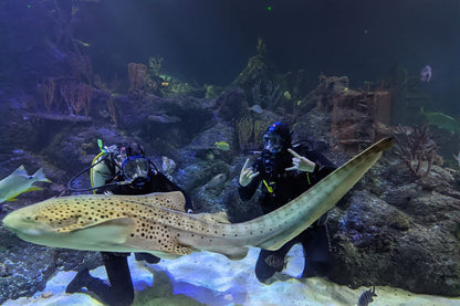 Skegness Aquarium Dive With Sharks