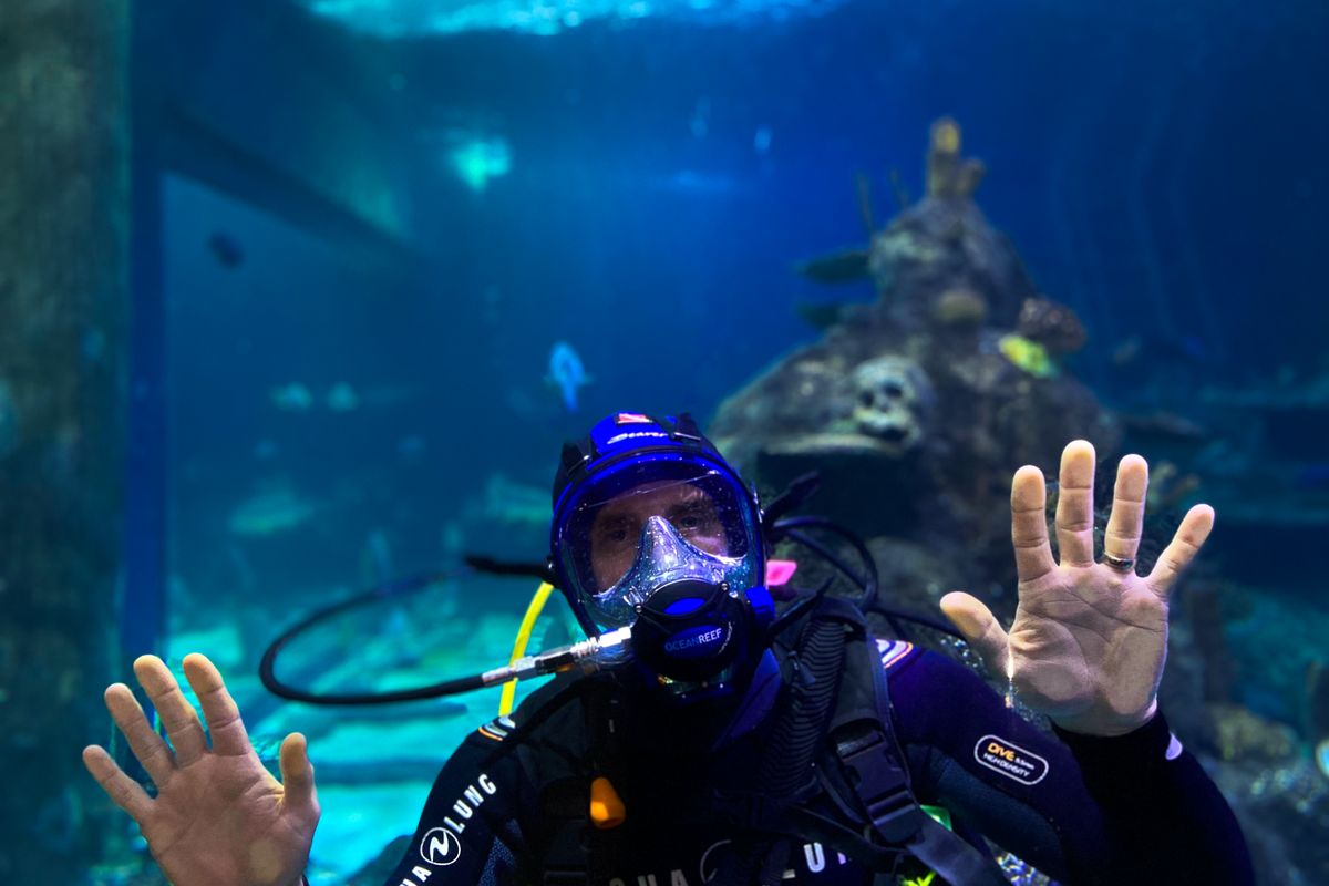 Skegness Aquarium Dive With Sharks