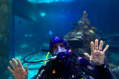Skegness Aquarium Dive With Sharks