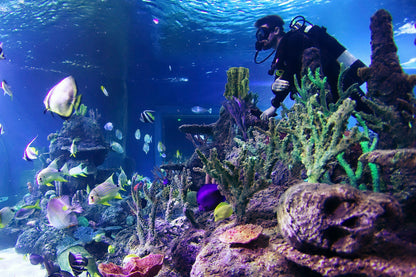 Skegness Aquarium Dive With Sharks